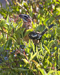 Black headed Grosbeak 1936